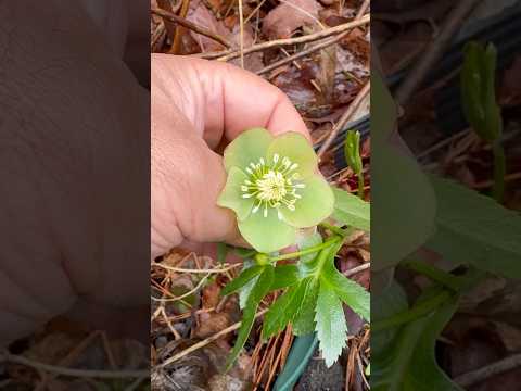 shorts クリスマスローズが咲きました〜　2026年4月10日