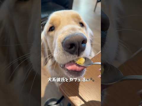 ワンコと入れるカフェが多くて嬉しいです☺️❤️ずっと気になってた田園調布のカフェ☕️ゴールデンレトリバー 犬と2人暮ら…