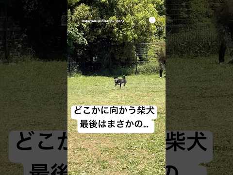 ドッグランで別の家の子になる柴犬　　柴犬　黒柴　犬　かわいい犬 ドッグラン