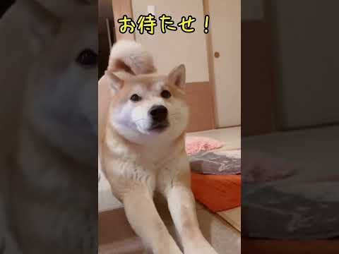 名前を呼ぶとすぐに駆けつける栗太郎🌰shorts サムネイル