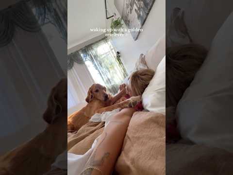 coming home to my golden retriever🥵goldenretreivers dog pup… サムネイル