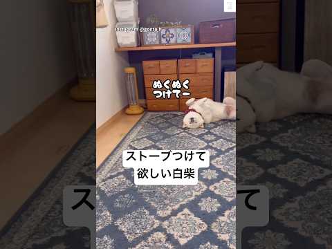 無言の圧…ストーブを要求する柴犬　柴犬　白柴　犬　面白い　かわいい サムネイル