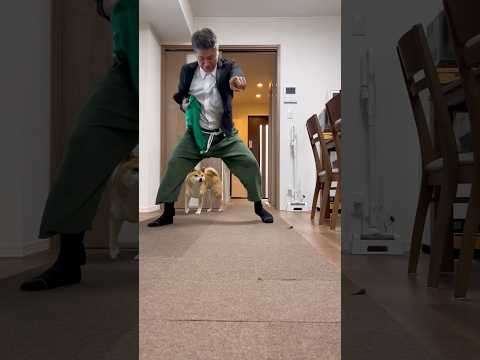 モナキにハマり夜通しモナキ誕生の密着YouTubeをみたパパに付き合う柴犬とん君　柴犬　柴犬とん サムネイル