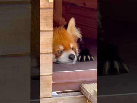 shorts 風太くんお目覚めカナ☺️ レッサーパンダ　千葉市動物公園にて　2026年2月23日 サムネイル