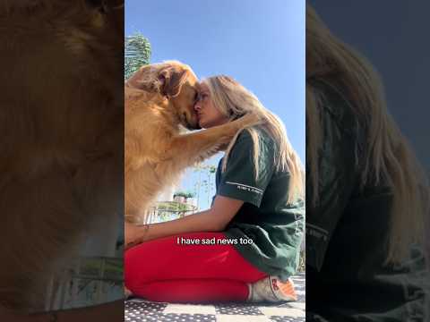 coming home to my golden retriever🥵 goldenretreiver dog ind… サムネイル