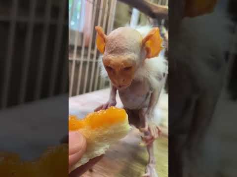 ひたパンにメロンペーストがランチのコモンおばあちゃん♪コモンマーモセット おばあちゃん grandma サムネイル
