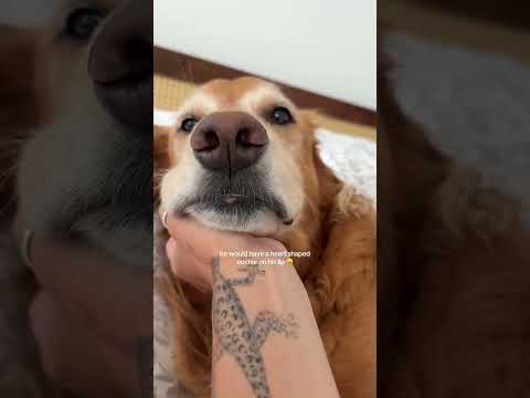 coming home to my golden retriever❤️india retreiver dog pup…