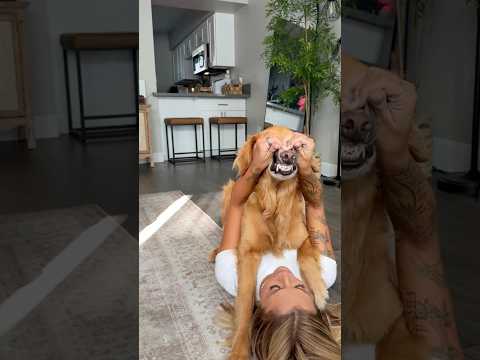 golden retriever puppies for sale🥵india retreiver dog puppy… サムネイル