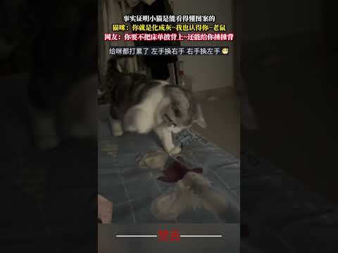 事實證明小貓是能看懂圖案的 貓 意外 有趣 萬萬沒想到 萌寵 cat amazing funny pets shorts サムネイル