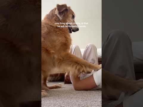 coming home to my golden retriever❤️india retreiver dog pup… サムネイル