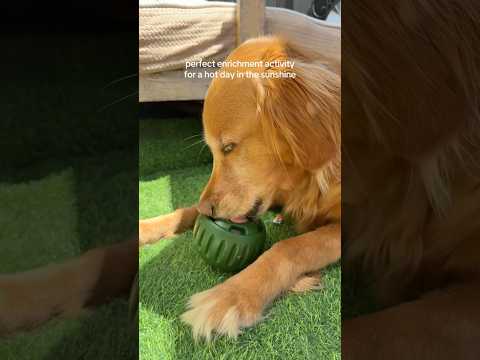 coming home to my golden retriever🥵goldenretreivers dog pup… サムネイル