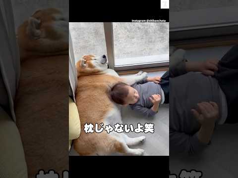 枕にされても怒らない柴犬、優しい　柴犬　犬　犬のいる暮らし かわいい 面白い サムネイル