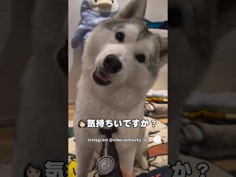 マッサージガンが気に入りすぎたハスキー　　　　ハスキー　シベリアンハスキー 大型犬　犬　マッサージガン