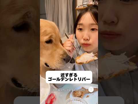 近すぎるゴールデンレトリバー、完全に狙ってる‼️ ゴールデンレトリバー 大型犬　犬　かわいい犬 面白い サムネイル