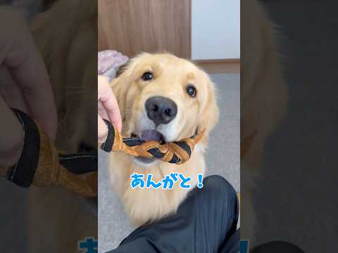 お気に入りの遊び方goldenretriever ゴールデンレトリバー サムネイル
