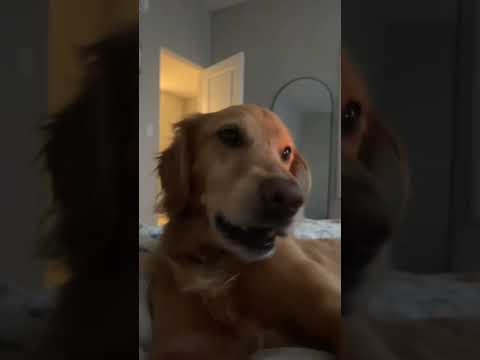 coming home to my golden retriever❤️india retreiver dog pup…