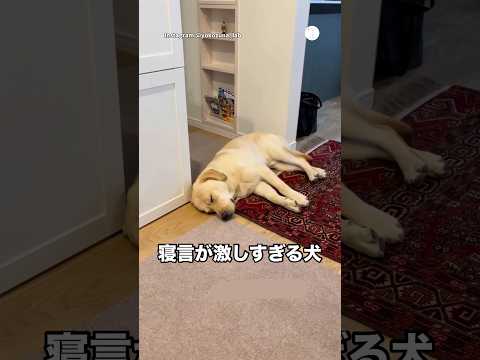 寝言が激しすぎる大型犬🐶　ラブラドールレトリバー 大型犬　犬　犬のいる暮らし 面白い