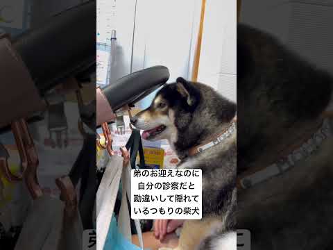 ほとんど見えてるのよ。柴犬 short サムネイル