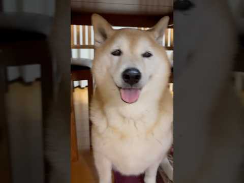 柴犬福 福たんかわちい音頭 - 画面酔い注意ver.🤣Sis and Shiba🤣姉と柴 shorts japanes… サムネイル
