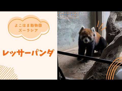 【よこはま動物園ズーラシア】レッサーパンダ✨🍃 サムネイル