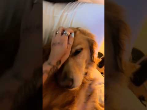 coming home to my golden retriever🥵 goldenretreiver dog ind… サムネイル