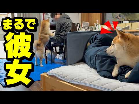 兄を想う柴犬ちくわがまさかの行動に…感動の結末へ サムネイル