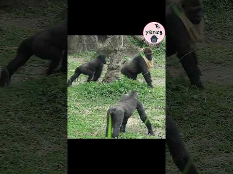 Ringo和Tayari繞圈圈玩😆 gorilla taipeizoo animals 台北市立動物園 funnyan… サムネイル