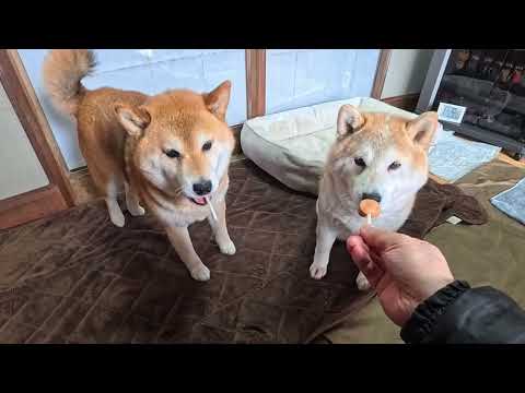 2026年3月31日(火) おともだちにささみポップ頂きました♪ サムネイル