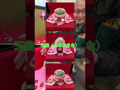 サボテン博士によるシャボテンひなまつり紹介🌸🎓 サムネイル