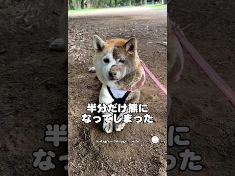半分だけ熊になった柴犬　柴犬　犬　かわいい犬 面白い　犬のいる暮らし サムネイル