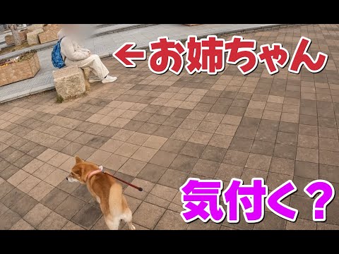 【実験】帰省してきたお姉ちゃんがいきなり公園にいたら気付く？？　柴犬小夏 サムネイル