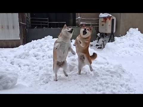 お散歩後のゲリラおやつタイムに大興奮なファンたち サムネイル