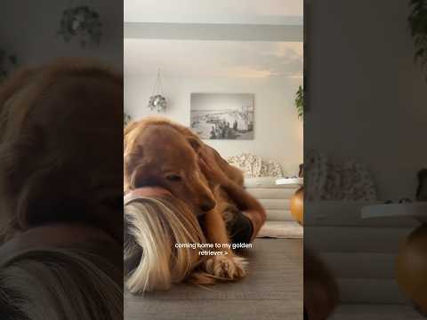 coming home to my golden retriever🥵 goldenretreiver dog ind… サムネイル