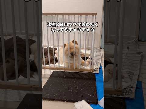 出産からわずか3日目にして母キャン(母親キャンセル)界隈の住人となったチャウチャウ チャウチャウ 子犬 パピー sho… サムネイル