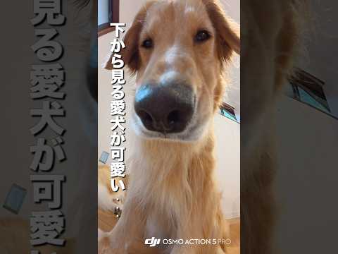 下から覗いた愛犬が可愛すぎる...!!【ゴールデンレトリバー・ボーダーコリー】shorts