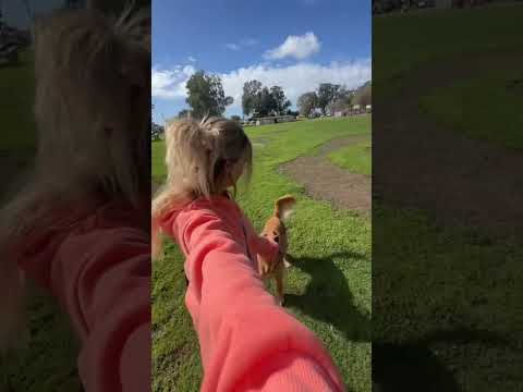 coming home to my golden retriever🥵 goldenretreiver dog ind… サムネイル