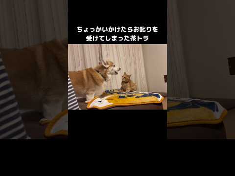 大好きなコーギーにイタズラしてたらブチ切れられてしまいどんどん小さくなっていく茶トラ コーギー 茶トラ shorts