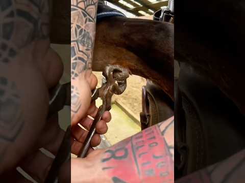 XL Horses Have a Secret Toe—Peel It Off! 🐴😱animals pets lov…