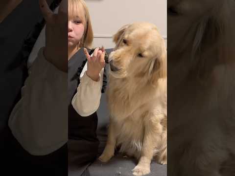 今年も麹と恵方巻き食べました！！⁡ゴールデンレトリバー ゴールデンレトリバーのいる生活 大型犬のいる暮らし サムネイル