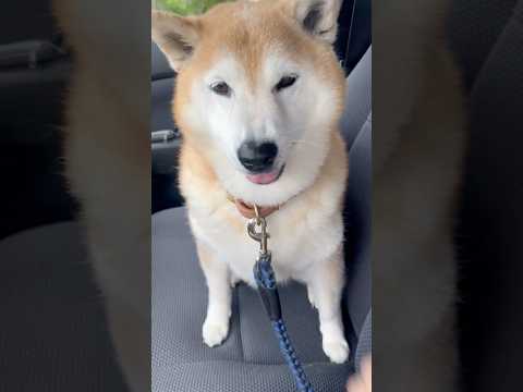 柴犬福 満を持して久しぶりの立てこもりを楽しむ立てチボ🤣Sis and Shiba🤣姉と柴 shorts japane… サムネイル