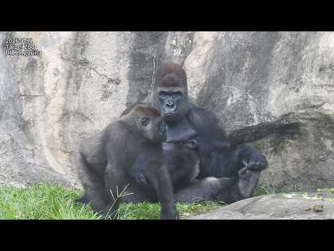 Gorilla D'jeeco family 覓食 / Ringo Jabali 玩麻球 / 等待下班 2026-7-…