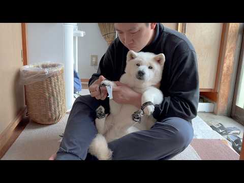 赤ちゃんのように大人しく抱っこされて、キョトン顔で足のサポート付けてもらう柴犬が可愛すぎました。 サムネイル