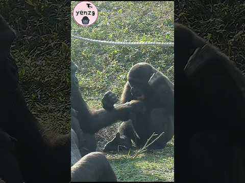 Iriki play with Ringo so cute😍😆 taipeizoo 金剛猩猩 台北市立動物園 cute…