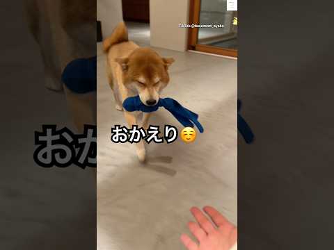 ニッコニコでおかえり、このお出迎えがあるから頑張れる　柴犬　犬　お出迎え 犬のいる暮らし 癒し サムネイル