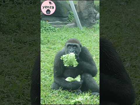 gorilla Jabali好乖喜歡吃青菜 gorillatag taipeizoo 金剛猩猩 台北市立動物園 サムネイル