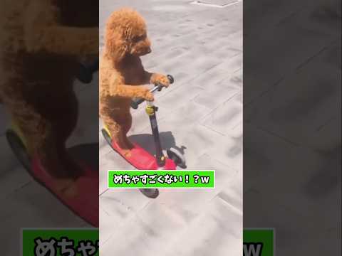 仕事で疲れた皆に贈る笑いと癒しのプードル5選ww　プードル 笑える 癒し 犬のいる暮らし 犬のいる生活 犬好きさんと繋… サムネイル