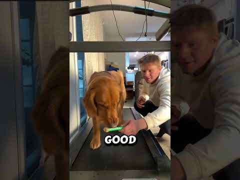 Smartest puppy on the internet!! サムネイル