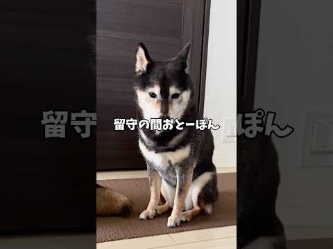 悪夢再び？黒柴あずきの憂鬱な話… サムネイル