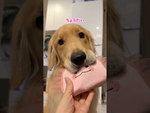 葛藤がすごい 大型犬 ゴールデンレトリバー サムネイル