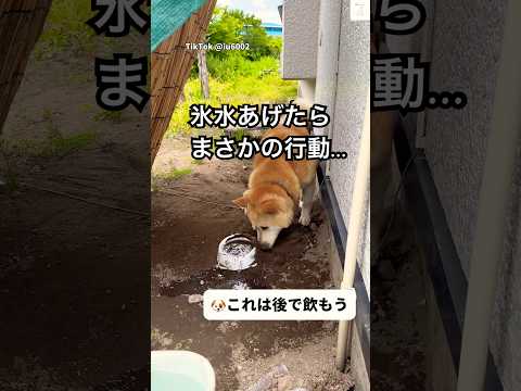 氷水をあげたらまさかの行動する柴犬　柴犬　犬　面白い　犬のいる暮らし かわいい犬 サムネイル